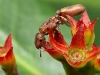 o_Cephalotes grandinosus